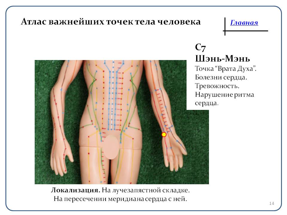 Атлас точки. Атлас акупунктурных точек и меридианов. Хиджама атлас точек. Точки хиджама атлас точек. Нейролимфатические точки атлас.