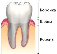 структура зуба схема