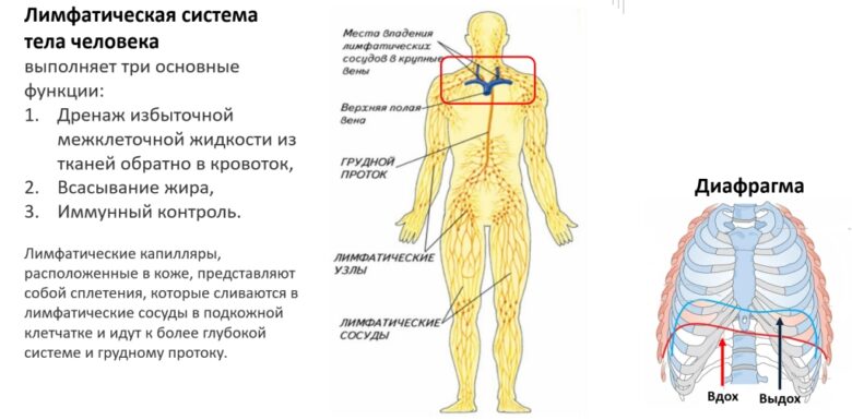 лимфатическая система человека